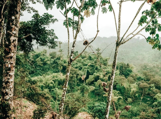 Amazonian Rainforest, Ecuador